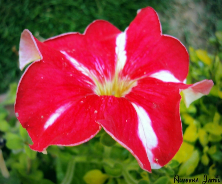 Red Flower