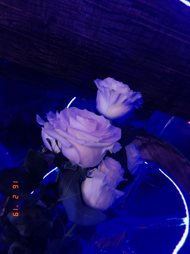 Roses in blue