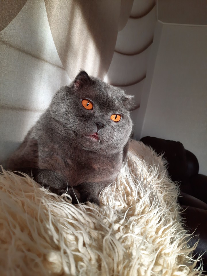 cat