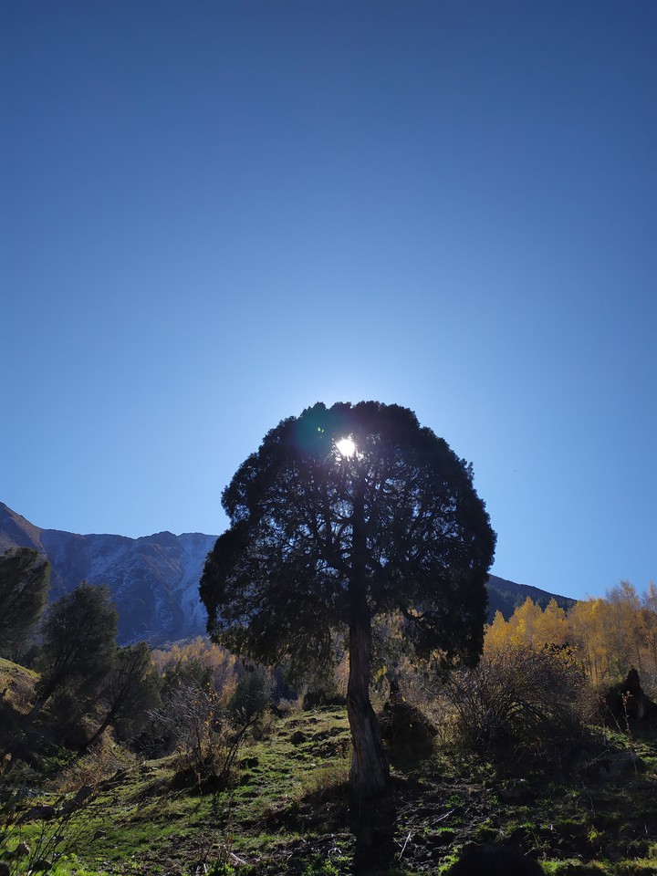 alone tree
