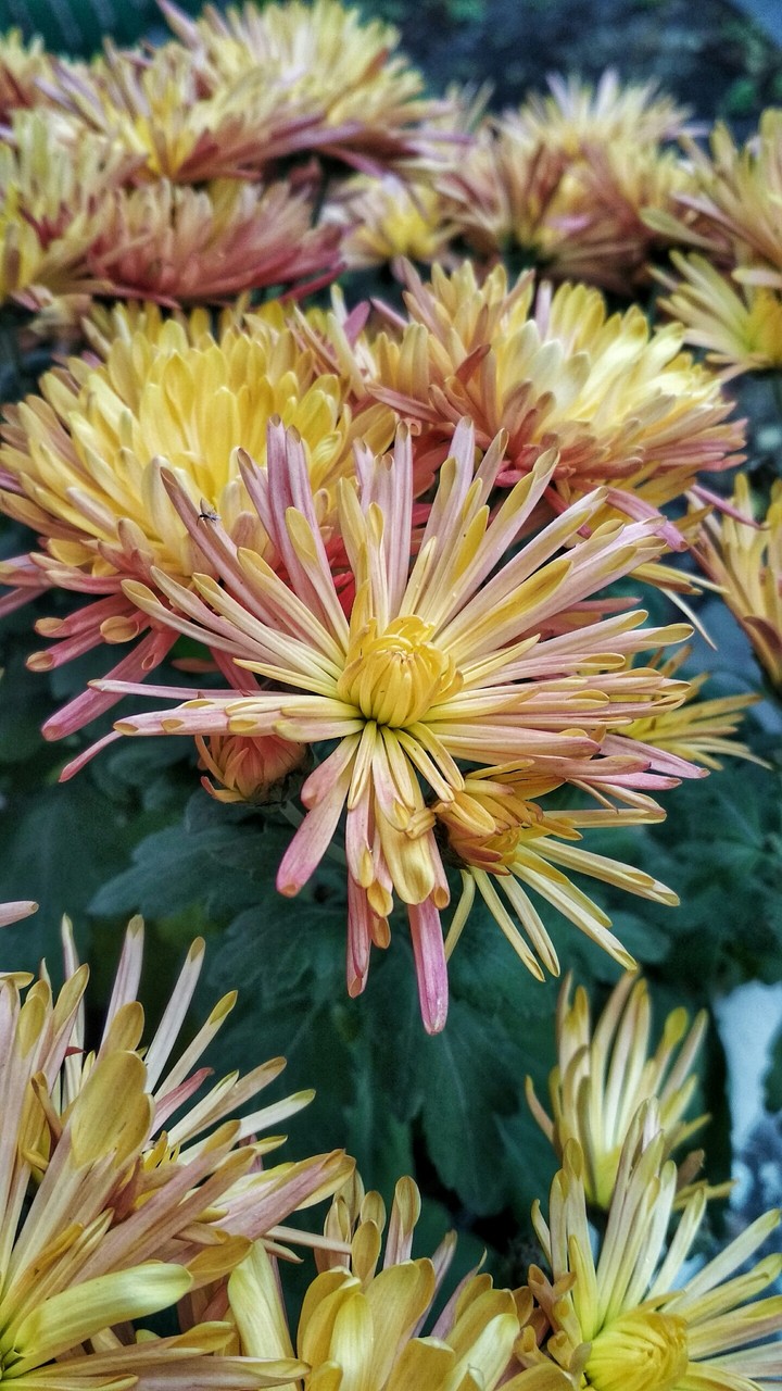 flower in autumn