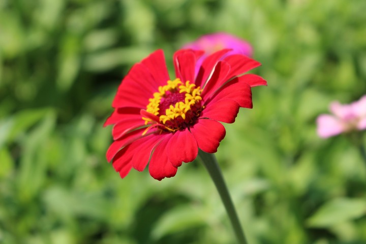 Autumn Blooms