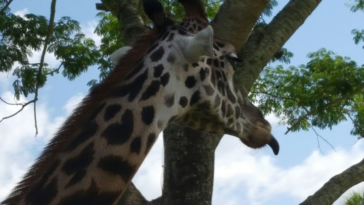Giraffe