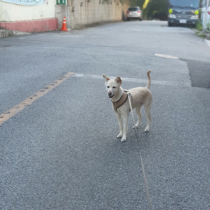 dog