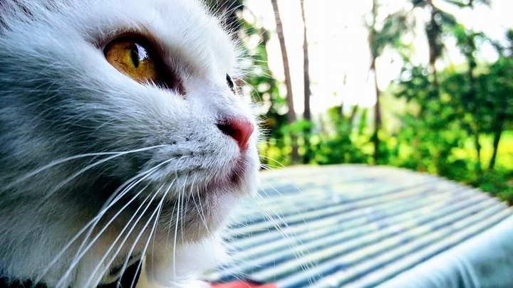 thinking cat