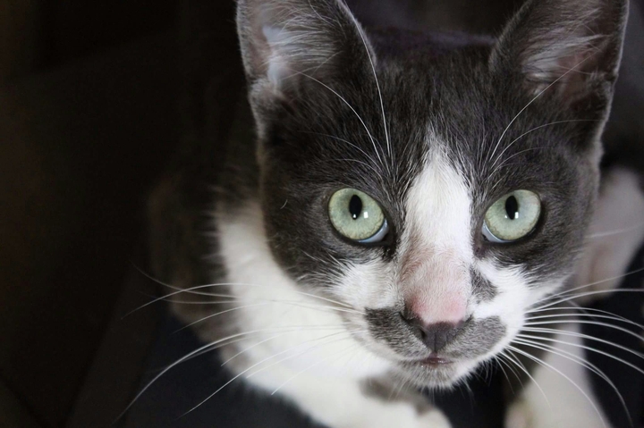 Cat, Eyes