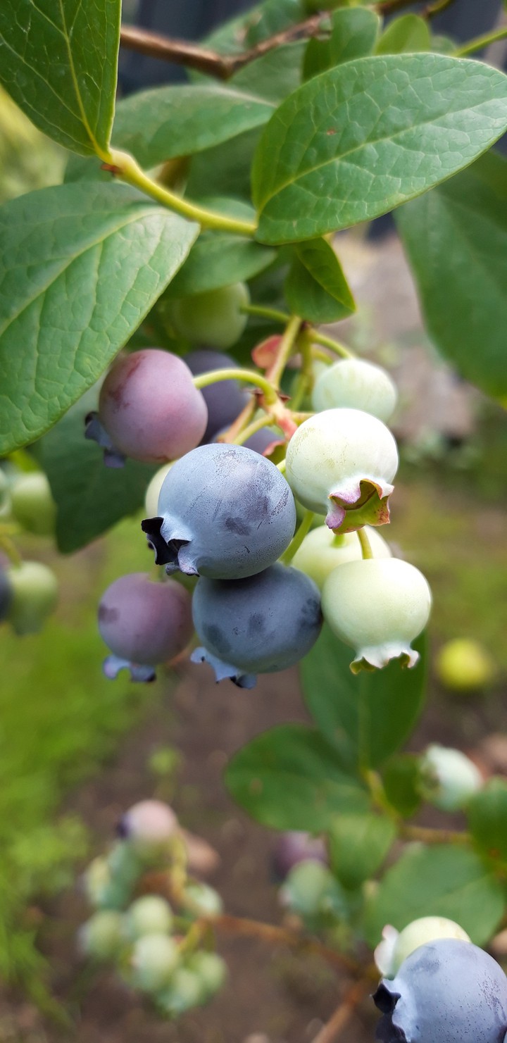 Vaccinium