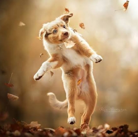 fondos de pantalla Fawn, happy