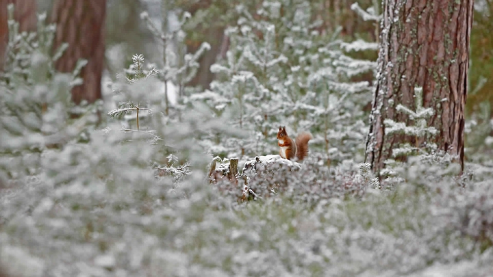 Te