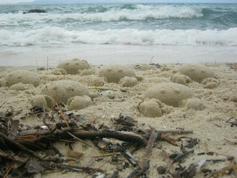sea