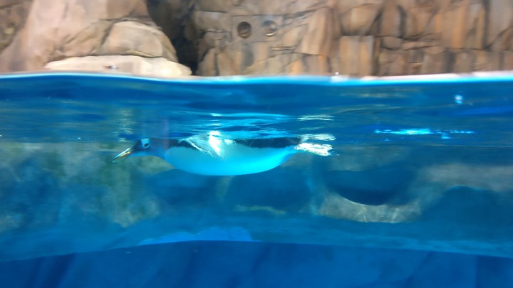 Penguin skinny dipping