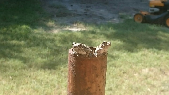frogs just relaxing