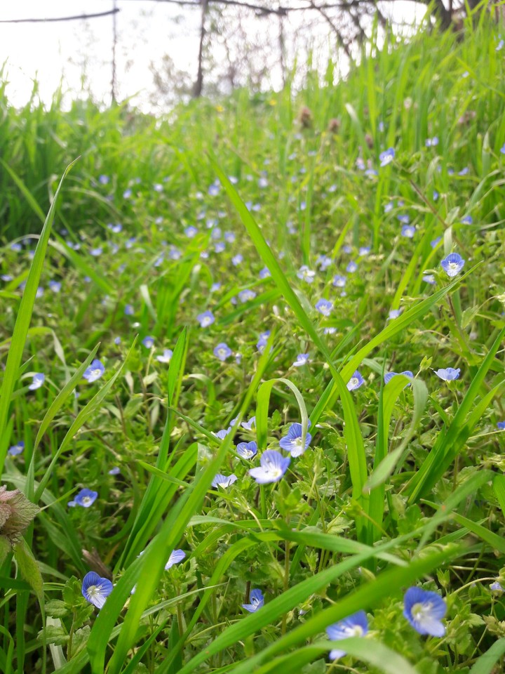 flowers