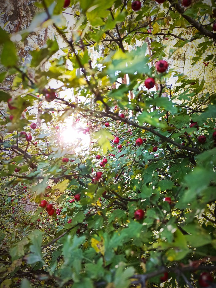 forest fruits