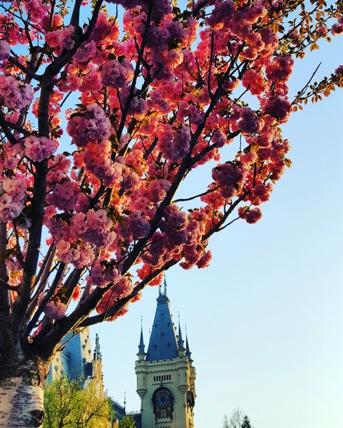 blossom