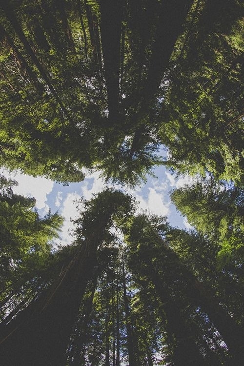 f-forest