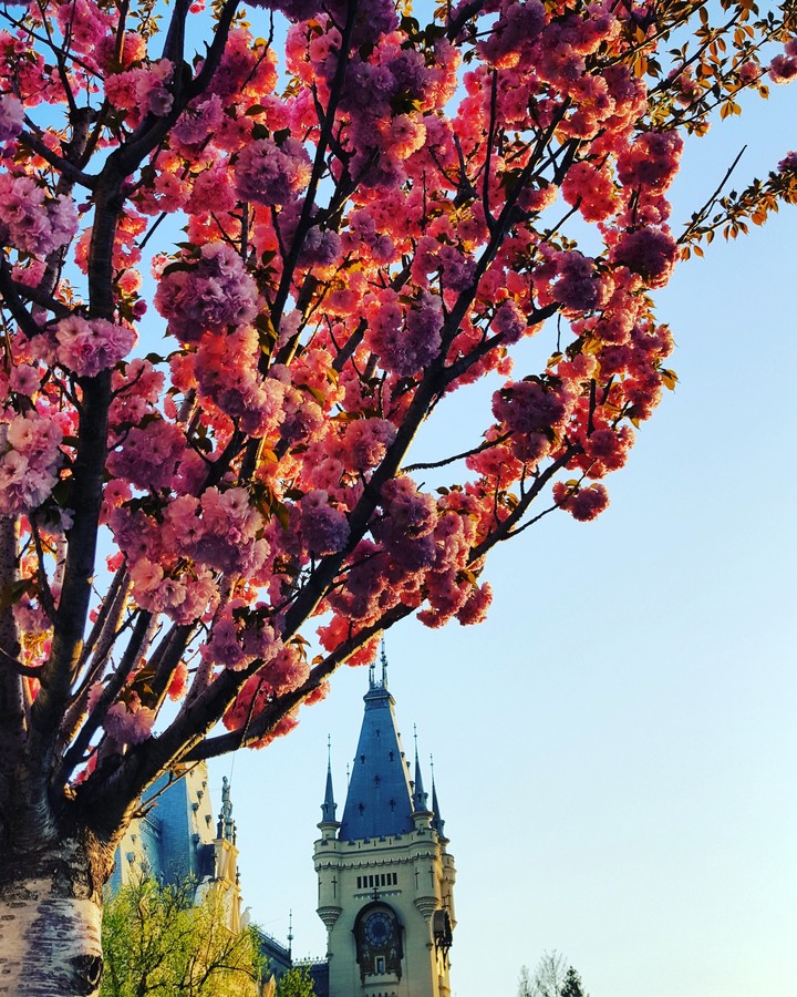 blossom