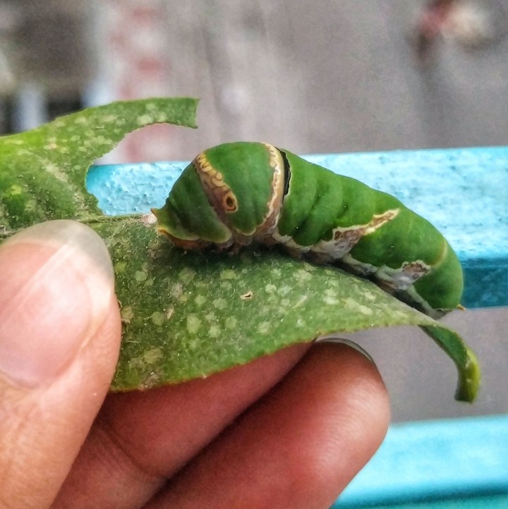 little butterfly ??