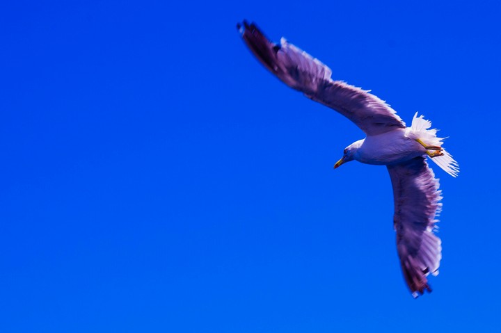 seagull