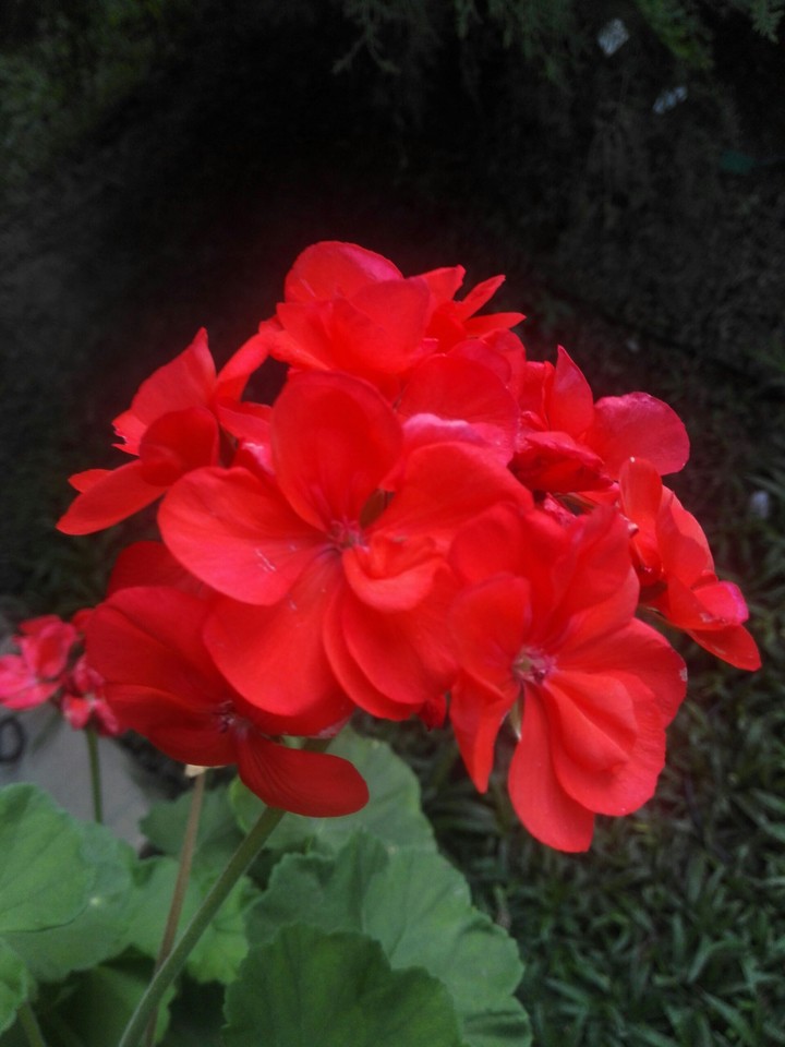 red flowers