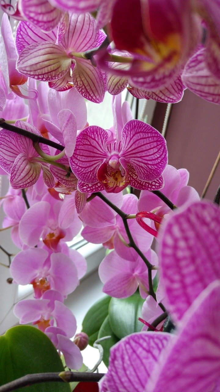 Moje piękne orchidee/ My beautiful orchids