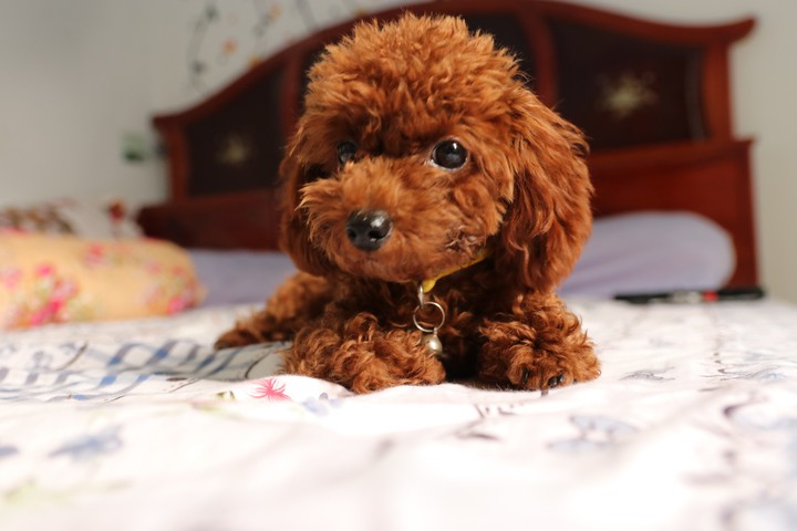 Poodle