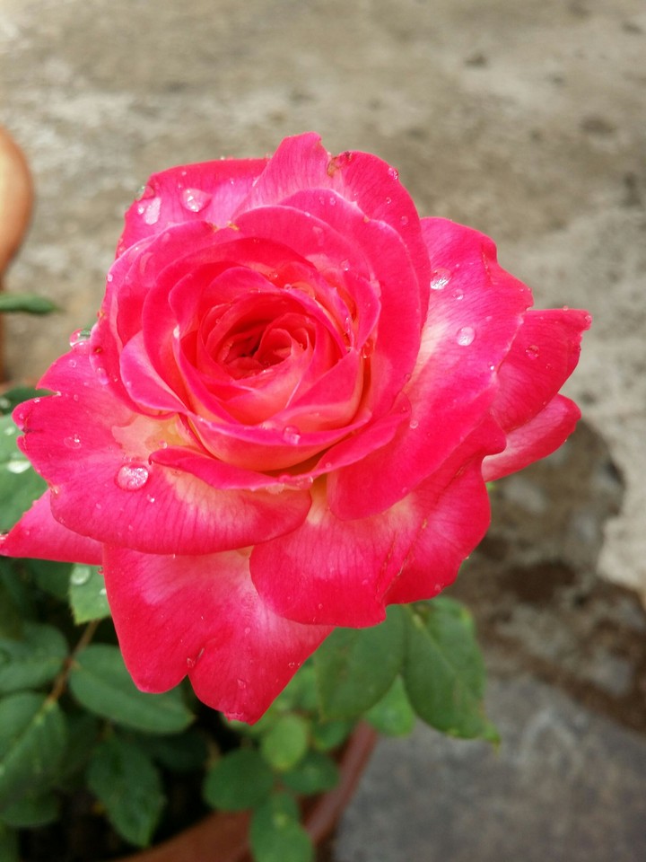 rose