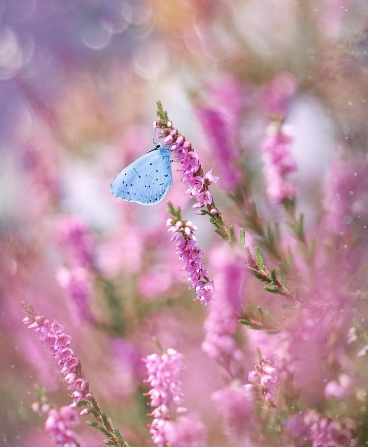 beauty...