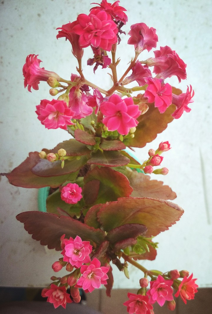 my flowers