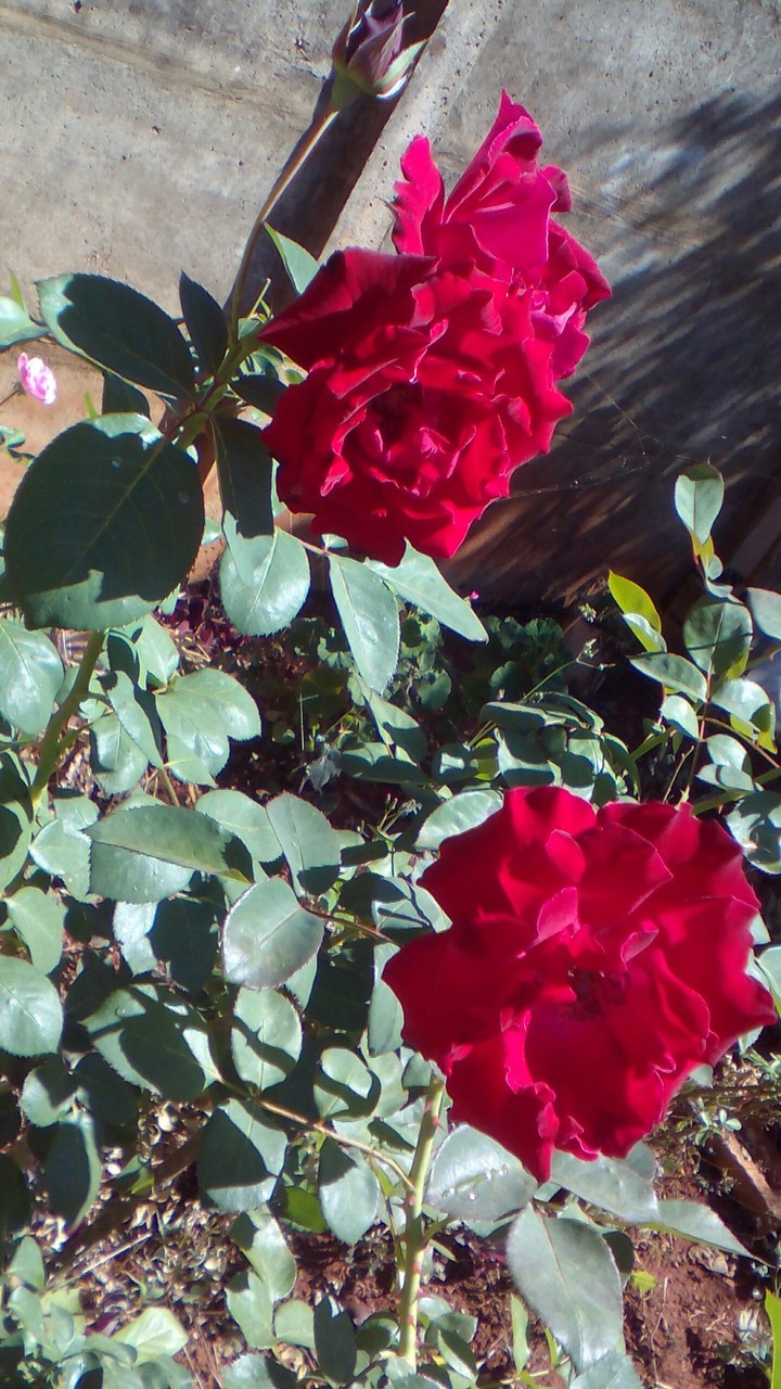 rosas