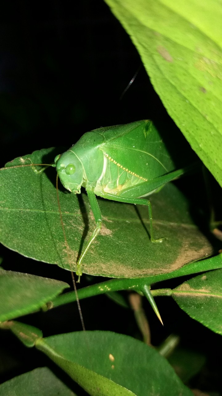 cricket