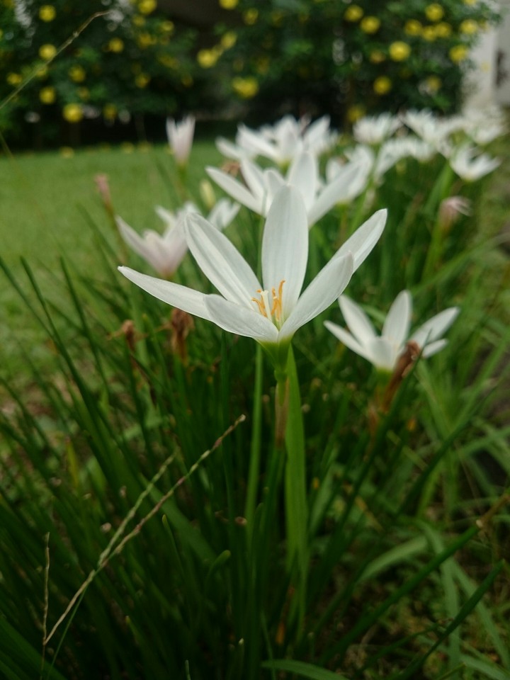 flowers in the garden