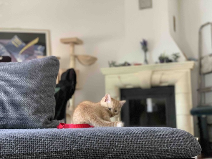 kleine