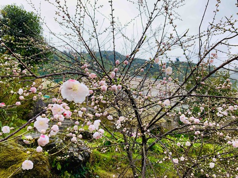 flower vally