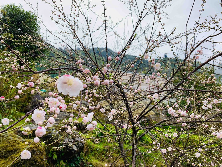 flower vally