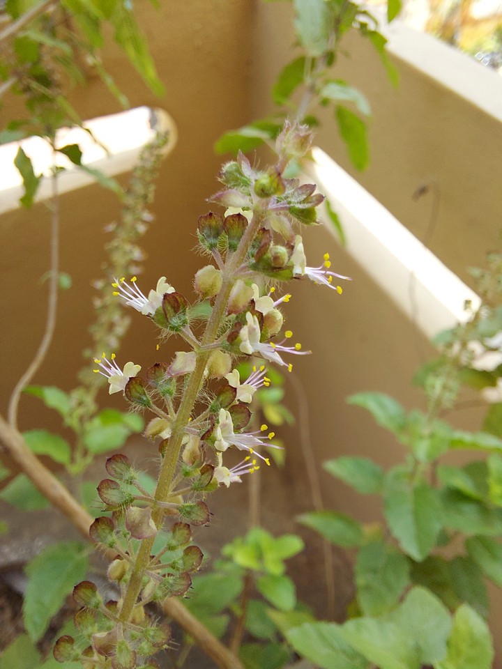 tulsi macro