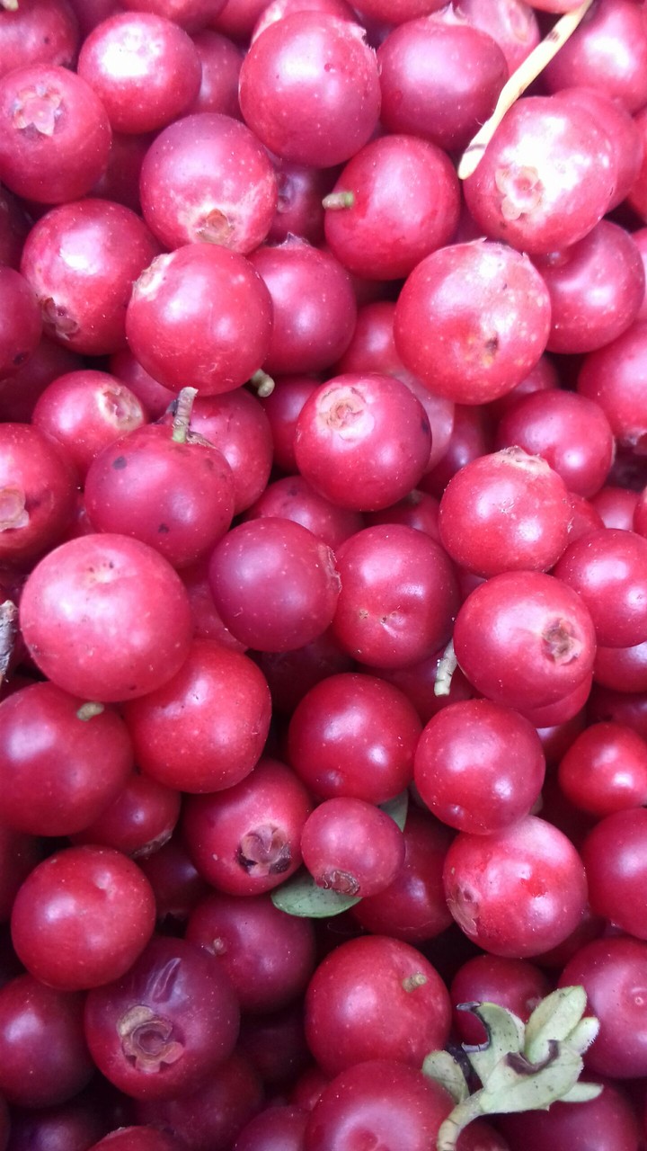 lingonberry