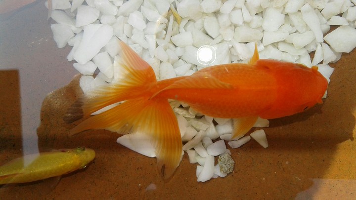 gold fish in my aquarium!