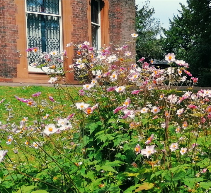 flowers outside building