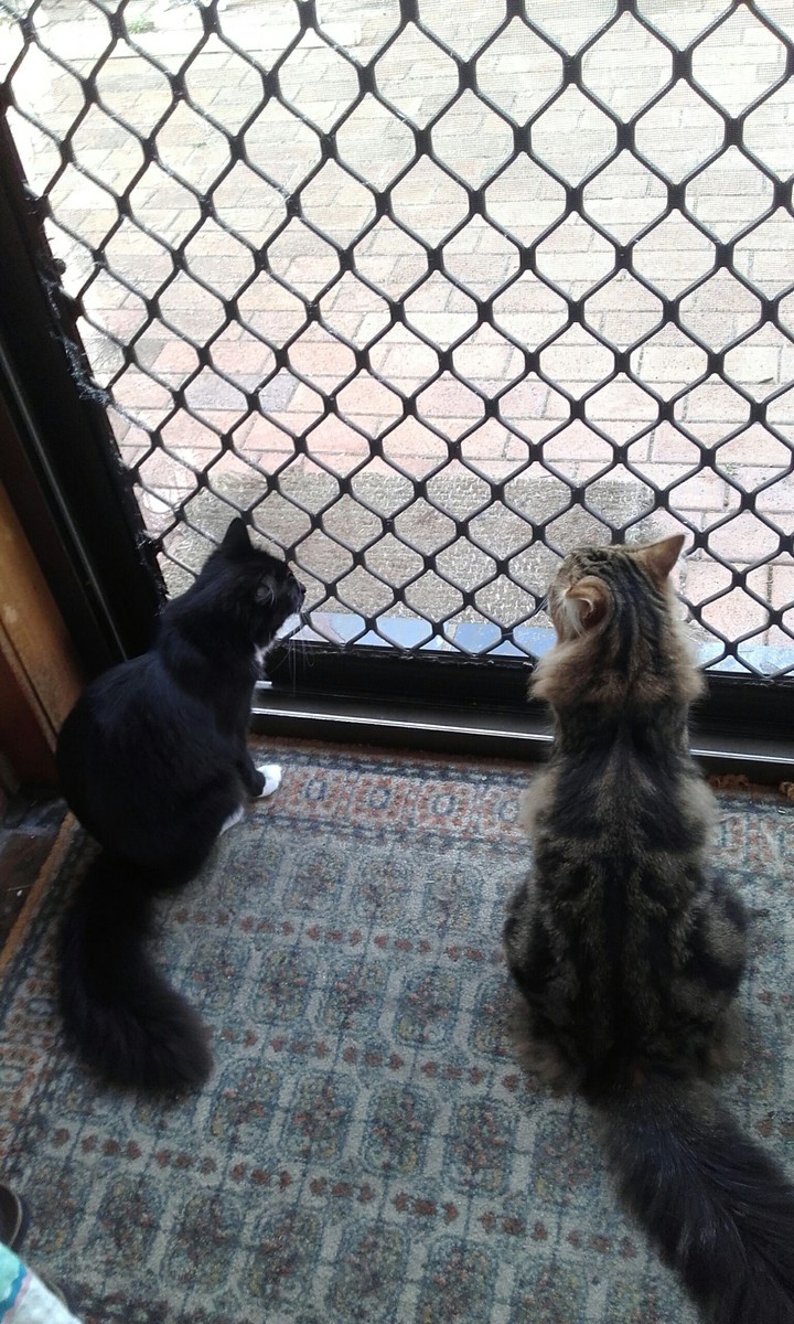 Waiting Cats