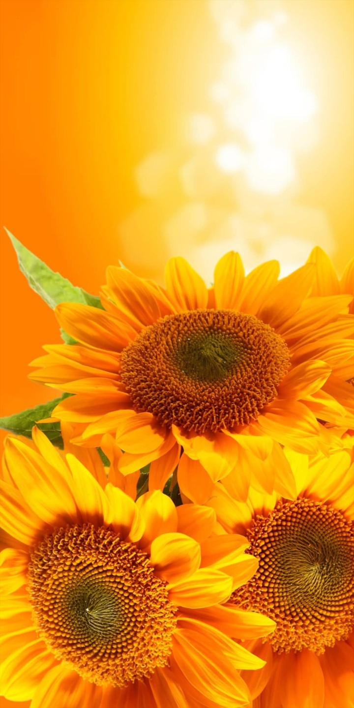 sun