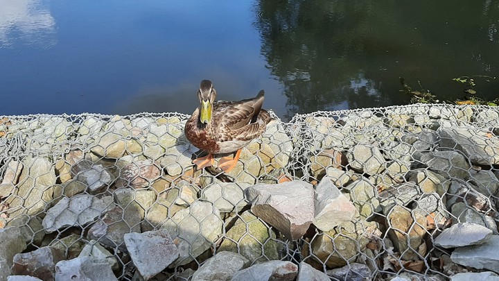 Ducky Duck