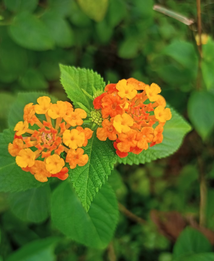 flower