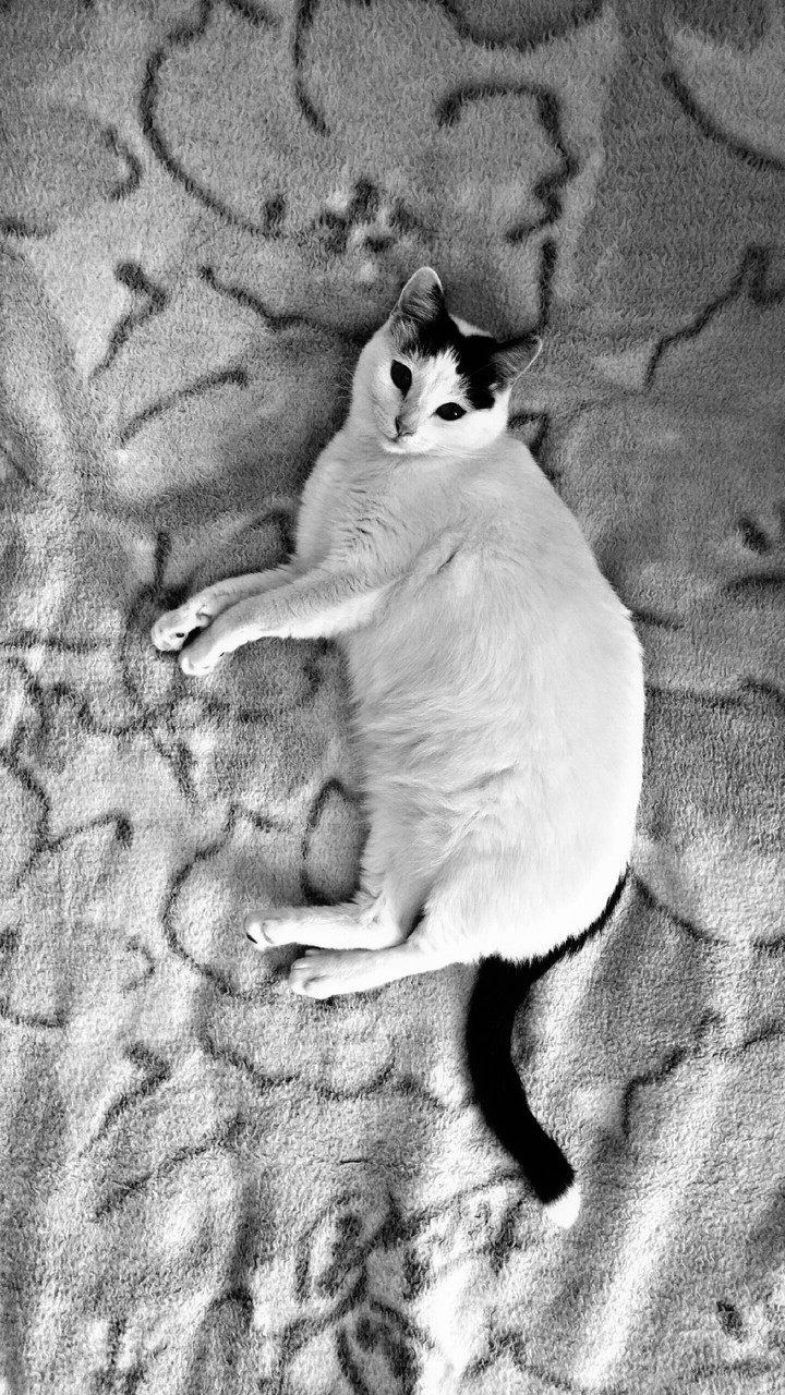 the cat