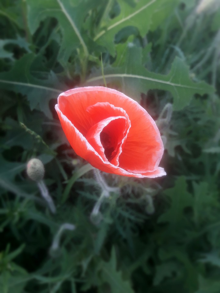 Poppy