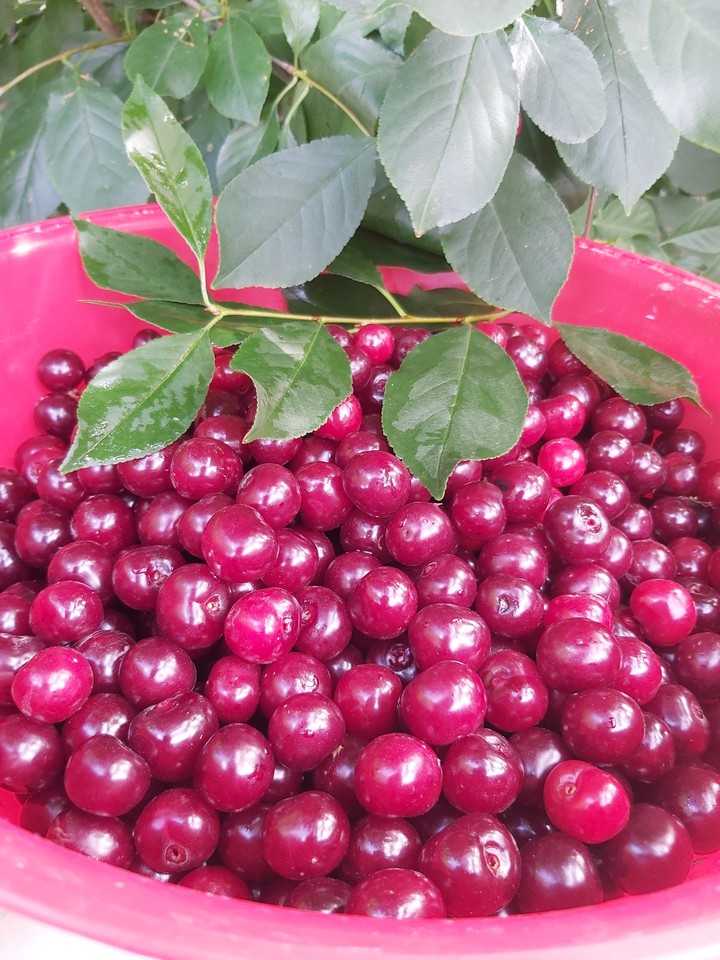 #cherry #вишня#дарылета