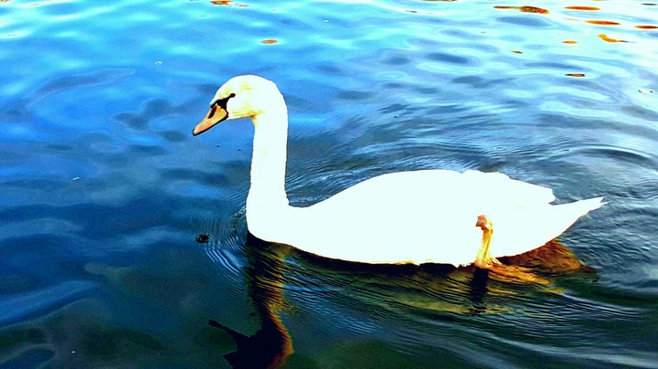 Swan
