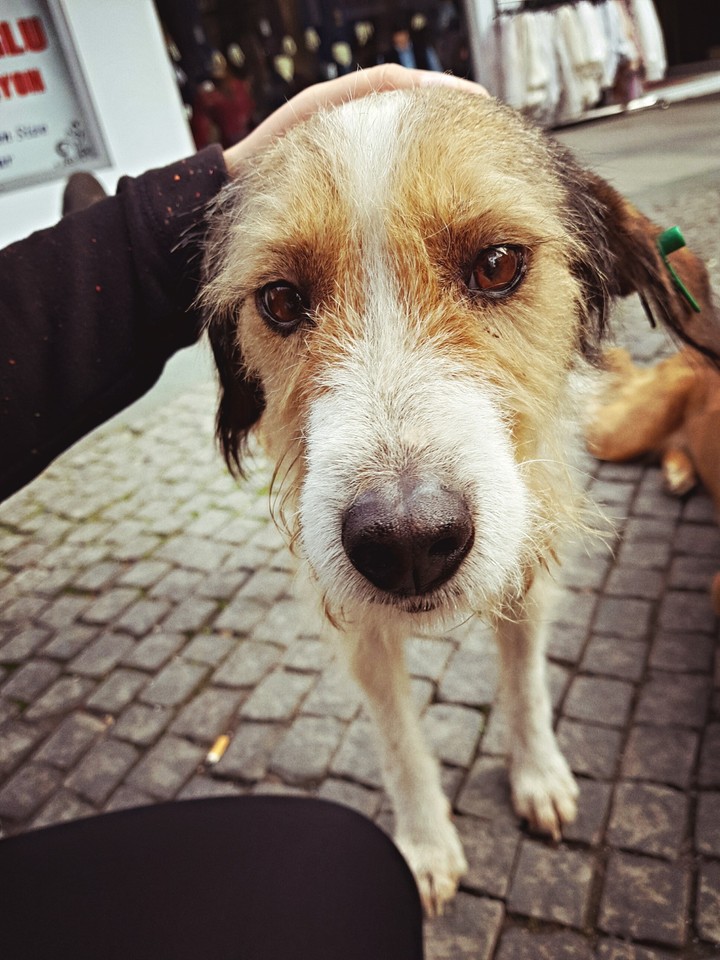 dog