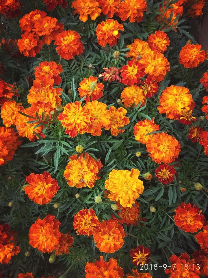 солнечные
