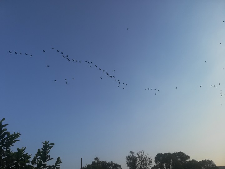 BIRDS